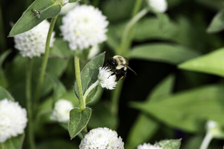 Bumblebee on white flowers