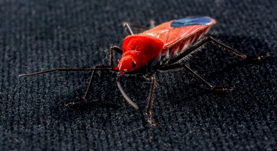 Red beetle insect macro