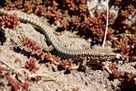 Animal world reptile scaly