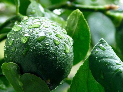 Citrus fruit greenery photo