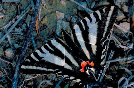 Above butterfly open