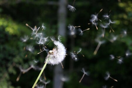 Beautiful Flowers blooming blossom photo