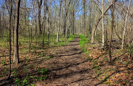 Forest park trail