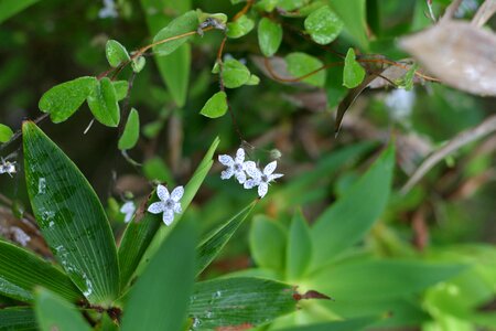 Flowers little 