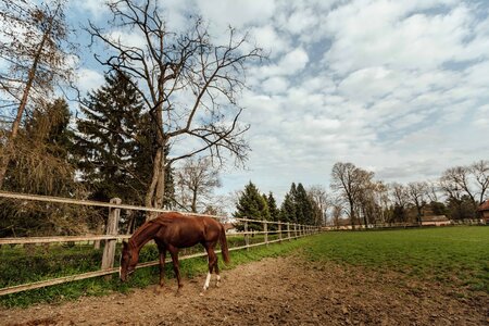 Animal farmland horse