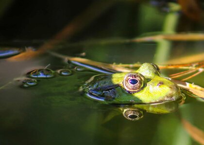 Amphibian animal beautiful photo