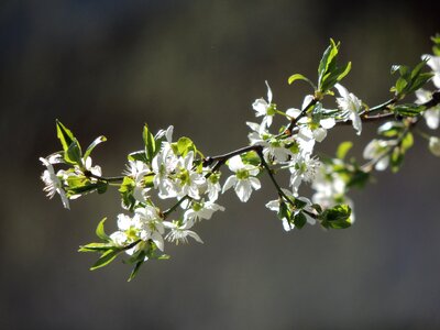 Flowers white show branch