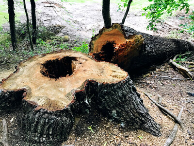 Fallen over Tree stump