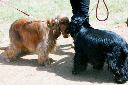 Two Cocker Spaniels photo