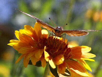 Insect nature plant photo