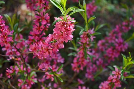 Pink nature plant photo