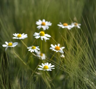Field flower arable cure