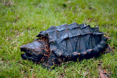 Alligator Snapping Turtle photo