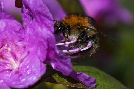 Animal arthropod beautiful flowers