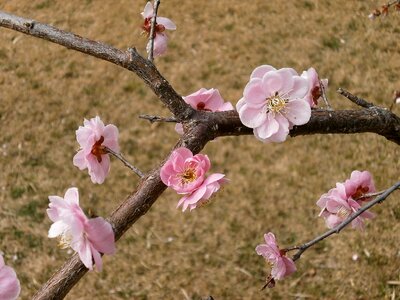 Spring pink lawn photo