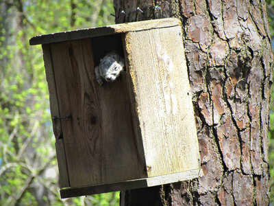 Delmarva Peninsula fox squirrel napping in nest box photo