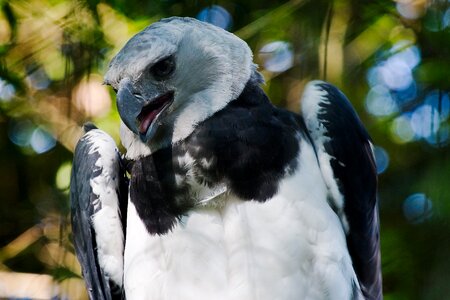 Eyes bird fly photo