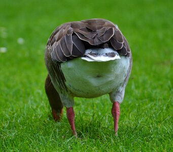 Water bird poultry bill