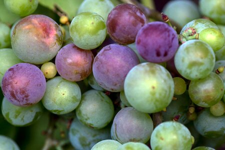 Immature fruit close up