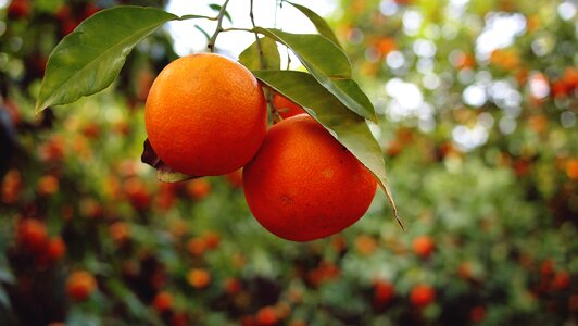 Healthy food trees