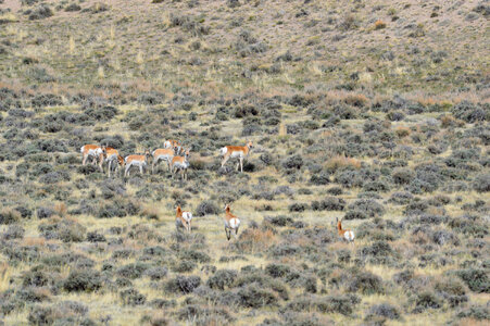  Herd of pronghorn near Split Rock, Wyoming-1