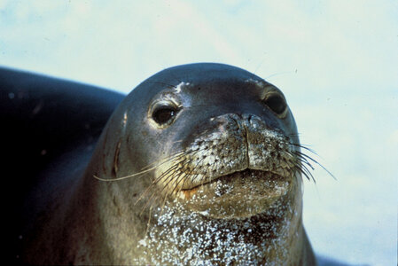 Hawaiian monk seal-3 photo