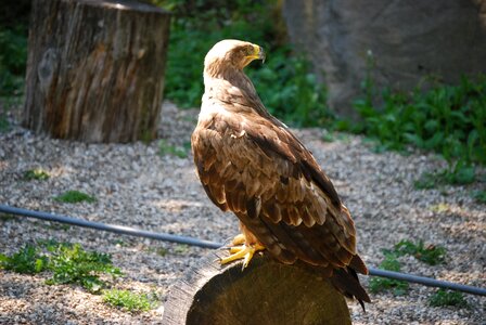 Buzzard raptor bird