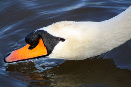 Swan taking a drink photo