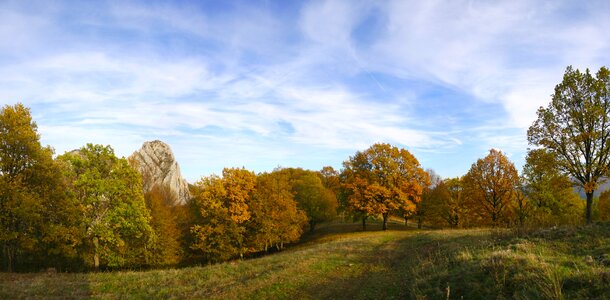 Trees forrest sky photo