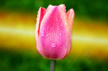 Beautiful Flowers biology bloom