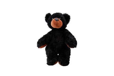 Cute isolated bear