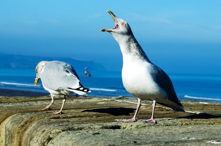Screaming Seagull photo