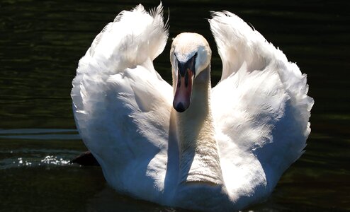 Animal avian beak photo