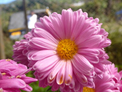 Beautiful Flower photo