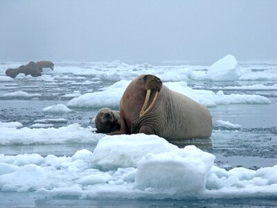 Snow cold mammal
