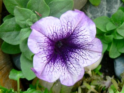 Bloom petunia viola photo