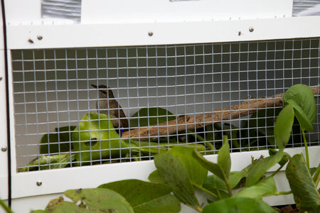 Nihoa Millerbird Translocation-1