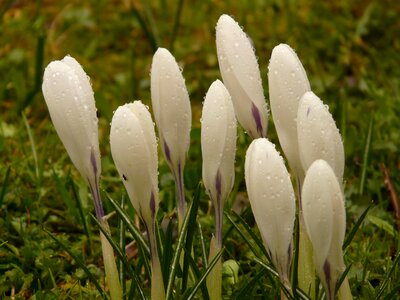 Close up macro flowers