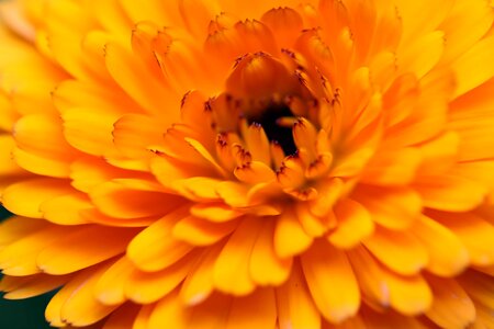 Beautiful beautiful flowers beautiful photo