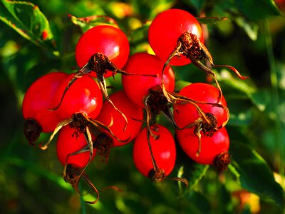 Wild rose plant sammelfrucht photo