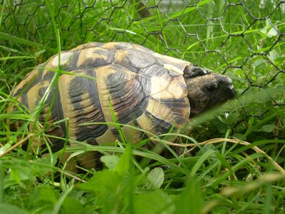 Suchozemnská grass animal