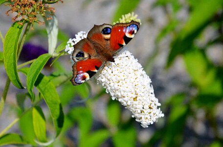 Butterflies insects animal