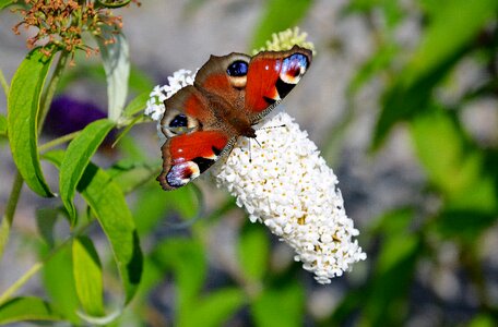 Butterflies insects animal photo