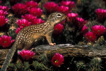 Bottom chipmunk Geomyidae rodentia