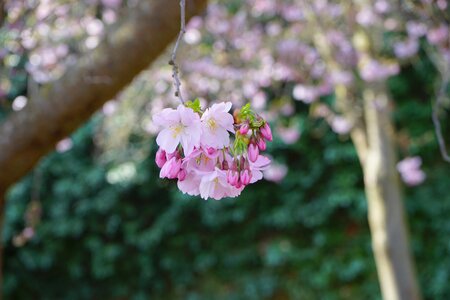 Pink japanese cherry trees flowers photo