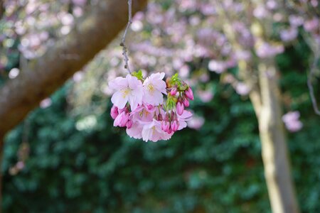 Pink japanese cherry trees flowers