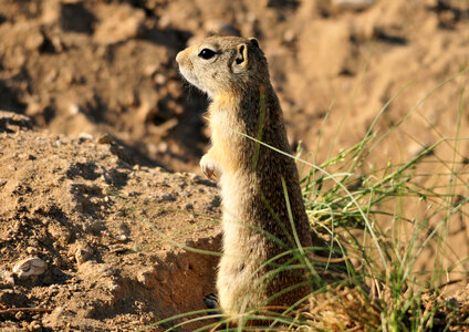 Wyoming ground squirrel photo