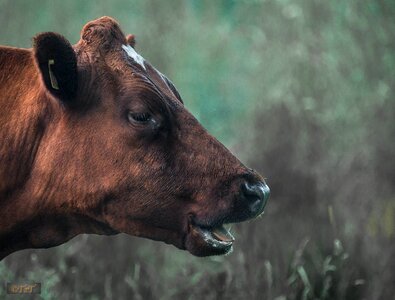 Hage summer cow