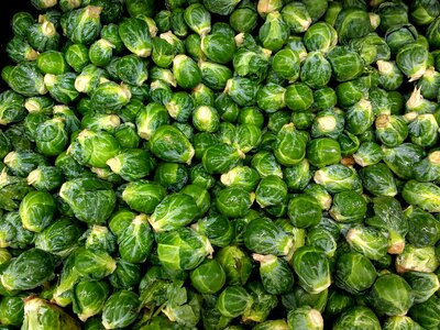 Cabbage vegetable herb
