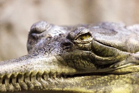 Animal close-up crocodile